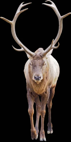 黒の背景に隔離されたフルサイズの茶色の鹿 — ストック写真