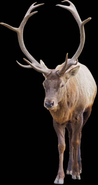 Braune Hirsche Stehen Voller Größe Isoliert Auf Schwarzem Hintergrund — Stockfoto