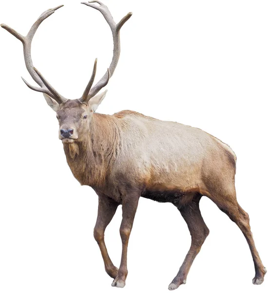 Brown Deer Standing Full Size Isolated White Background Stock Photo by ©mironenko.s.v.1990.gmail