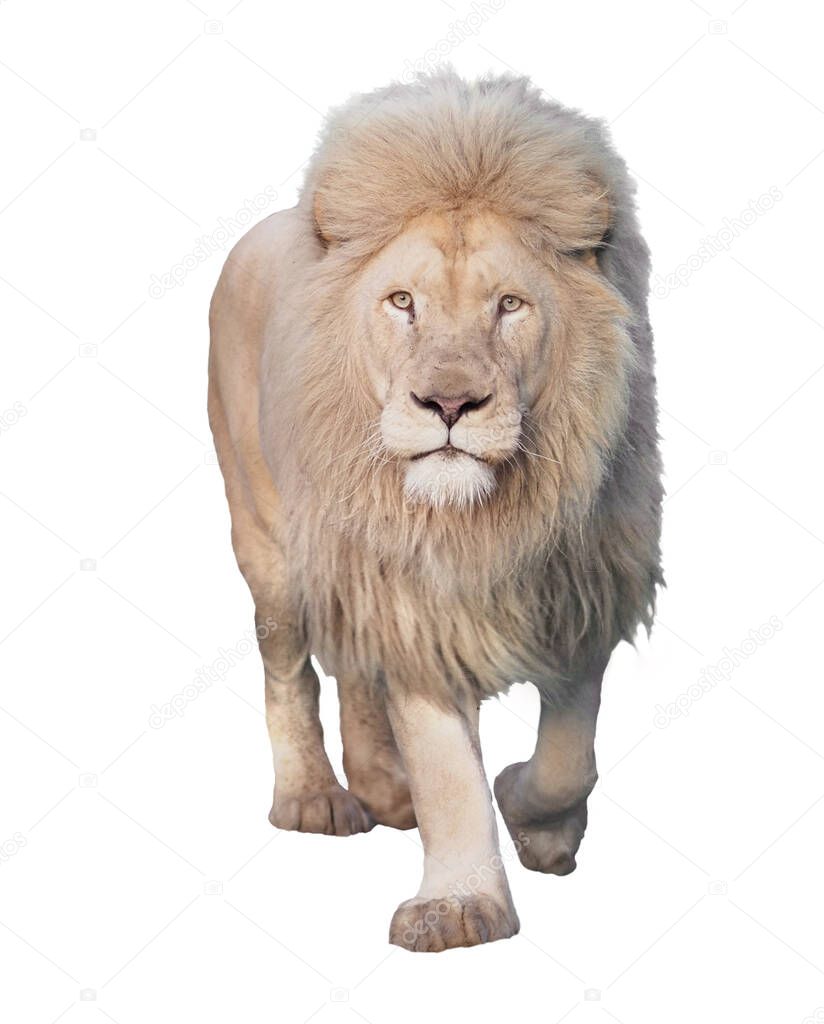 Lion walking and looking at camera isolated at white