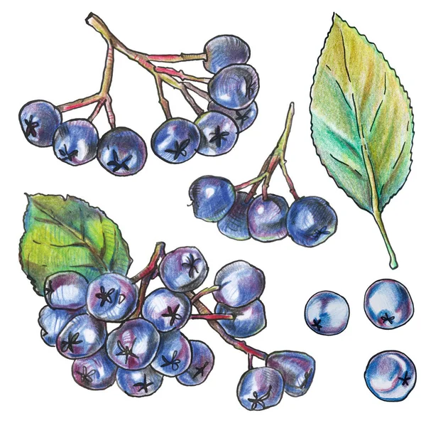 Isolated on white aronia berries, hand drawn with color pencils. Black chokeberry. — Stock Photo, Image