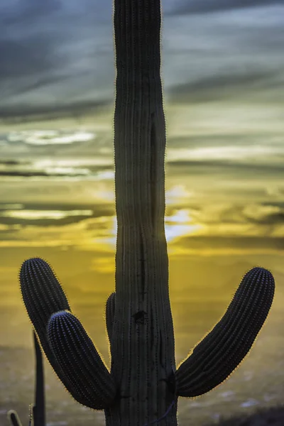 gün batımında saguaro kaktüsü