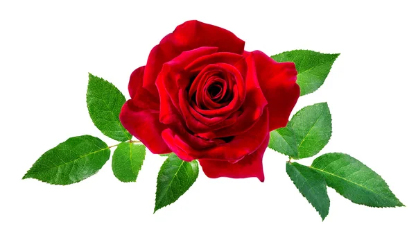 Rosa isolata sul bianco — Foto Stock