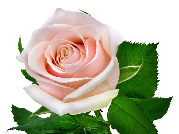 Rosa isolada no branco — Fotografia de Stock