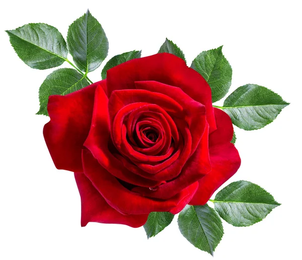 Rose isolated on the white — Stock Photo, Image