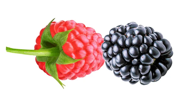 검은 딸기와 라스베리 흰색 절연 — 스톡 사진