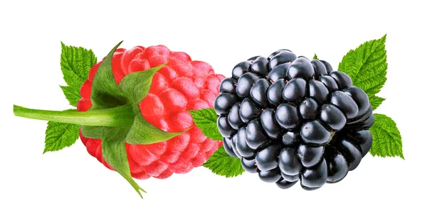 검은 딸기와 라스베리 흰색 절연 — 스톡 사진