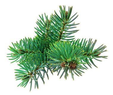 beyaz izole köknar ağacı 