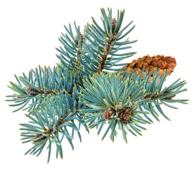 beyaz izole köknar ağacı 