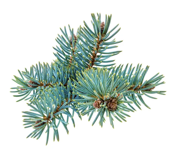 Fir tree isolated on white — Stock Photo, Image