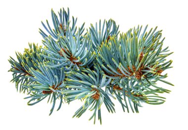 beyaz izole köknar ağacı 