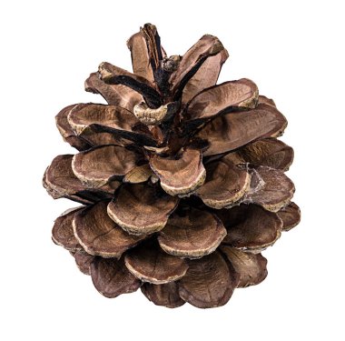 Çam kozalağı bir beyaz 