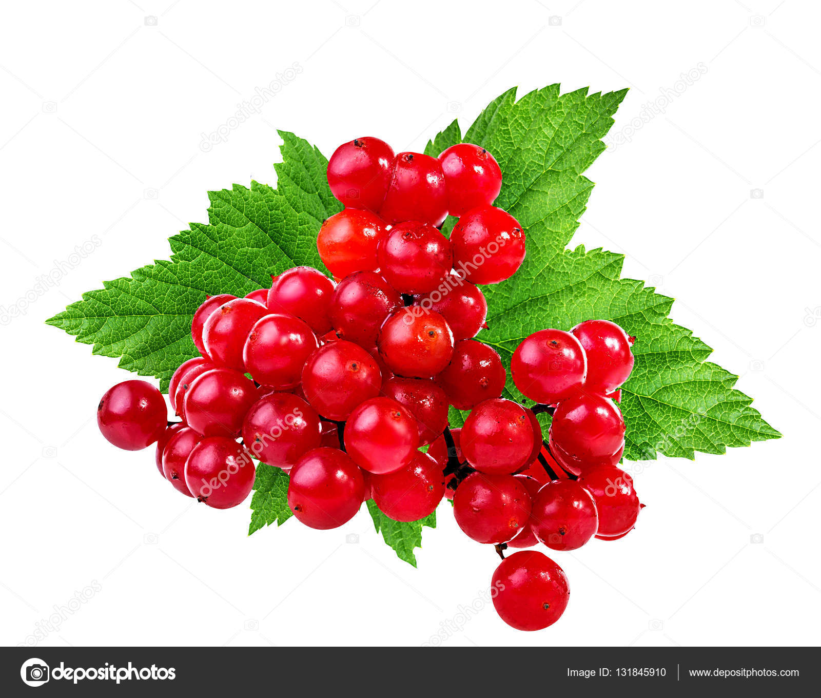Bunches of red viburnum on a white — Stock Photo © ilietus1000 ...