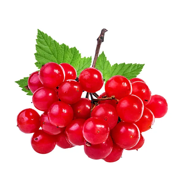 Bunches of red viburnum on a white — Stock Photo, Image