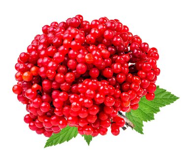 bir beyaz üzerine kırmızı kartopu, demet