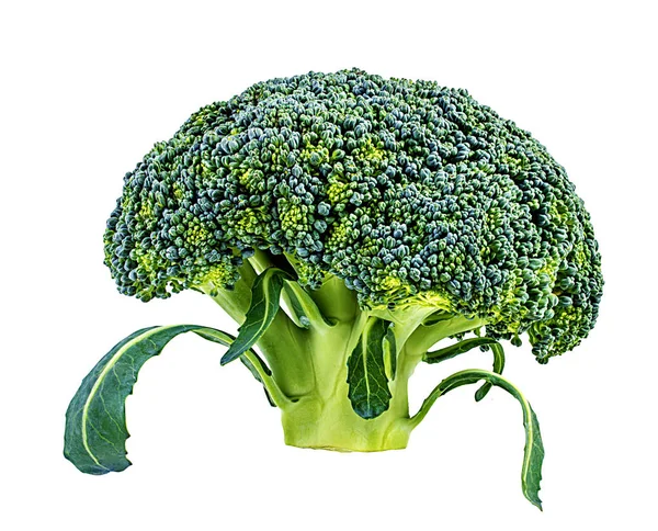 Broccoli op een wit — Stockfoto