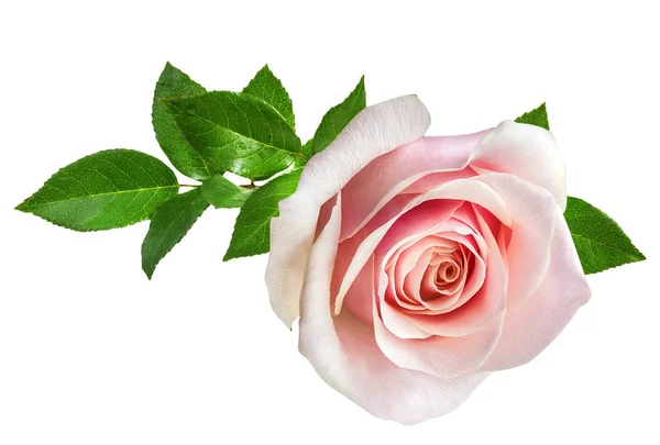 Роза ізольована на білому — стокове фото