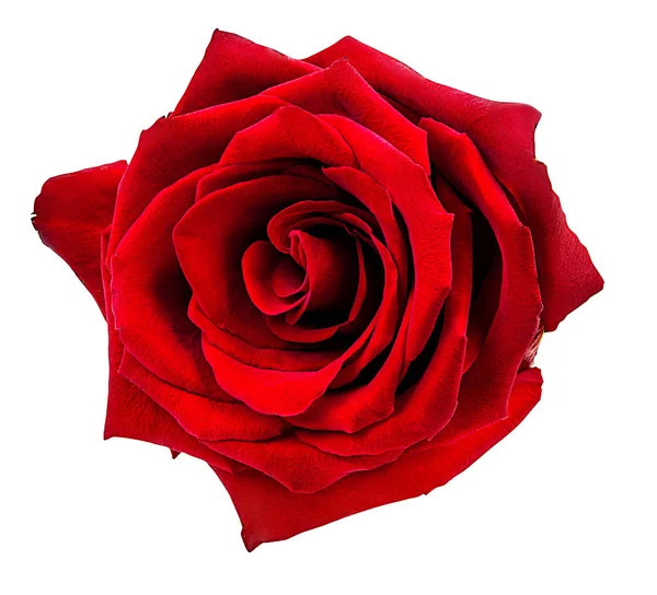 Rose isolated on the white — Stock Photo, Image
