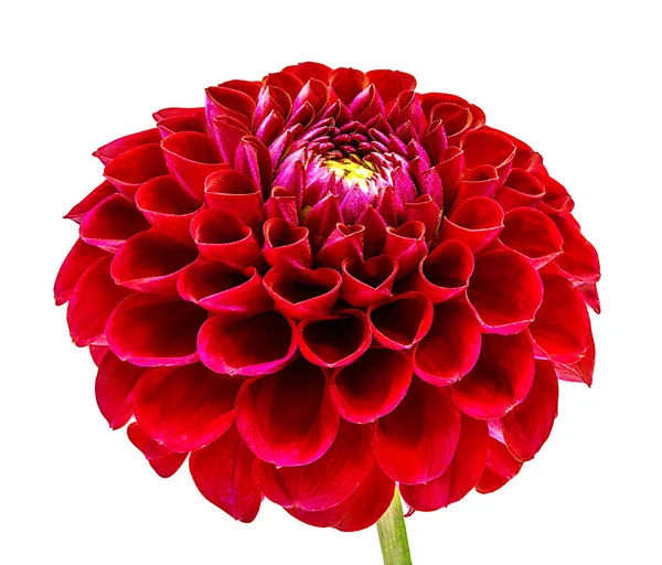 dahlia isolated on white