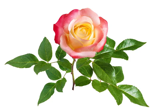 Роза изолирована на белом — стоковое фото