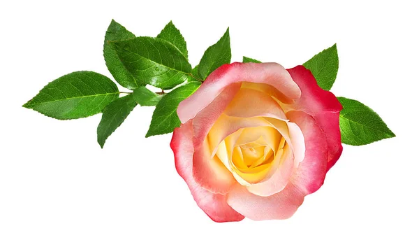 Роза ізольована на білому — стокове фото
