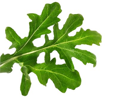 Rucola üzerinde beyaz izole 