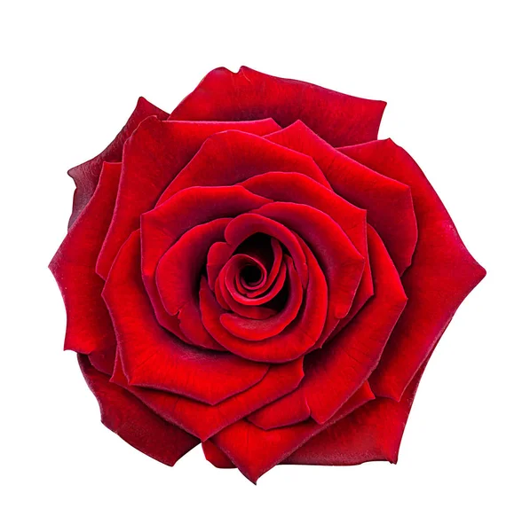 Rose isolated on the white — Stock Photo, Image