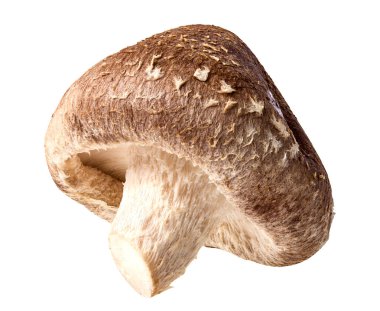 shiitake mantar beyaz izole