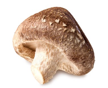 shiitake mantar beyaz izole