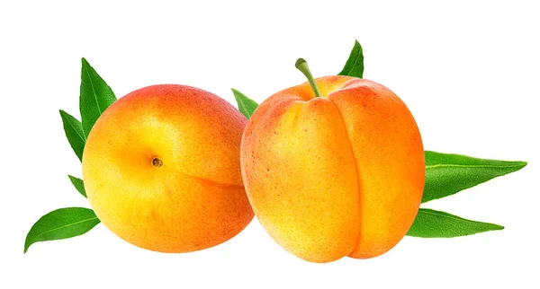 Aprikose isoliert auf weiß — Stockfoto
