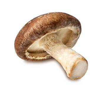 shiitake mantar beyaz izole 