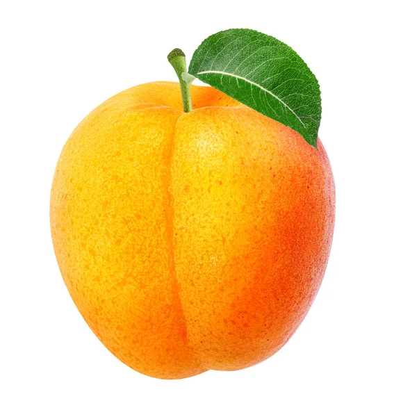 Aprikot diisolasi dengan warna putih — Stok Foto