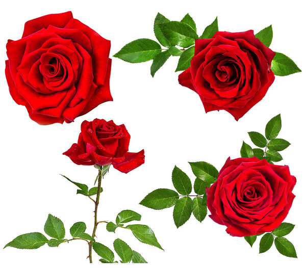 rose isolated on the white 