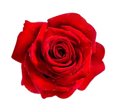 rose isolated on the white  clipart