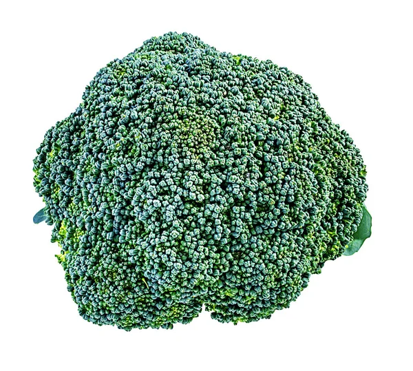 Broccoli geïsoleerd op wit — Stockfoto