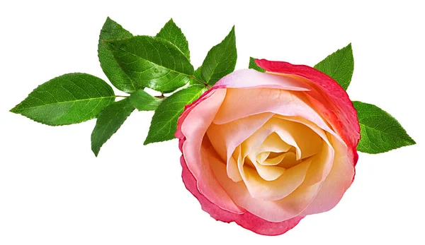 Rosa isolada no branco — Fotografia de Stock