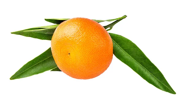 Tangerina o mandarina aisladas — Foto de Stock