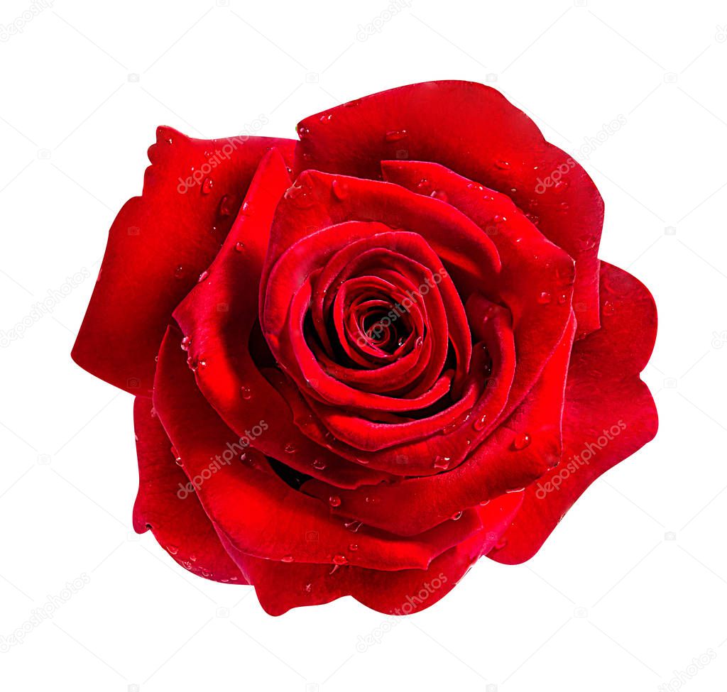 rose isolated on the white 