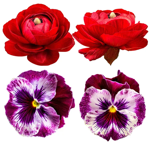 Colección de flores de primavera (buñuelos y pantaletas ) — Foto de Stock
