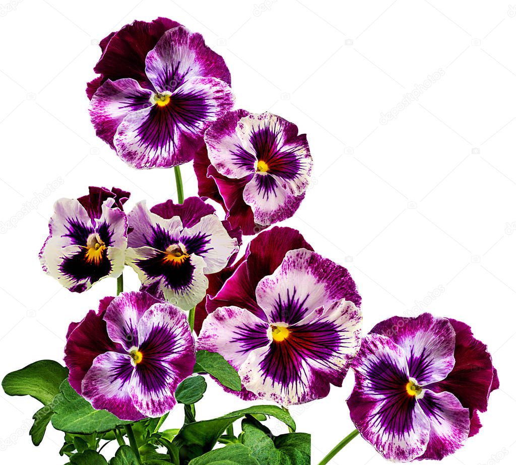 Pansy flowers isolated on white 