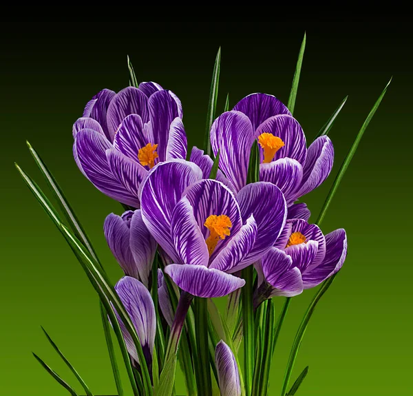 Flores da primavera Crocus — Fotografia de Stock