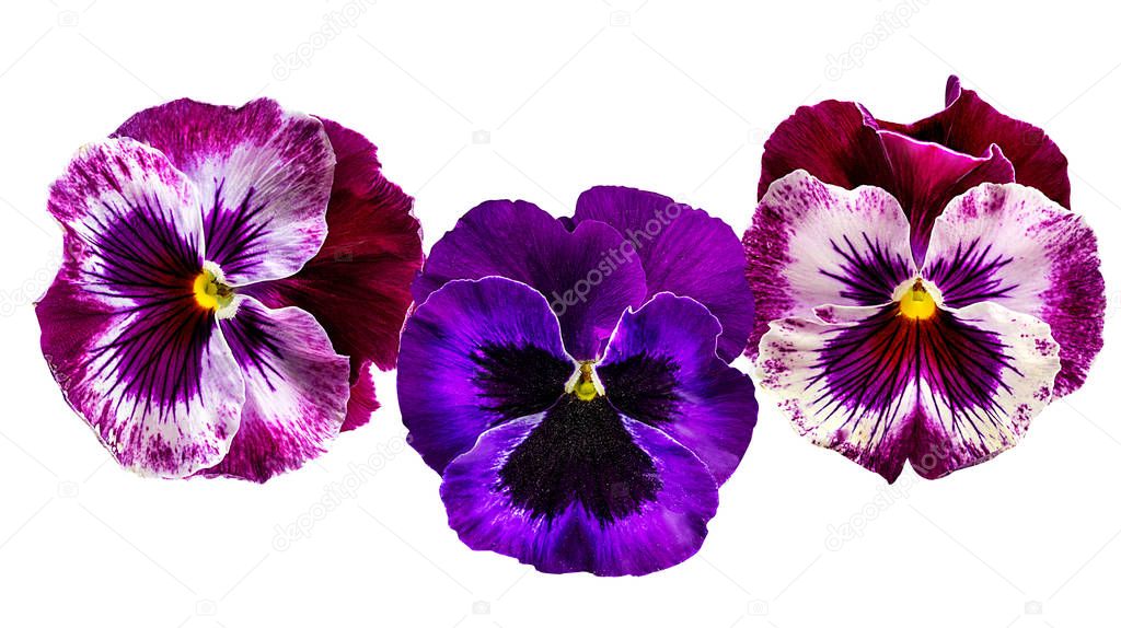 Pansy flowers isolated on white