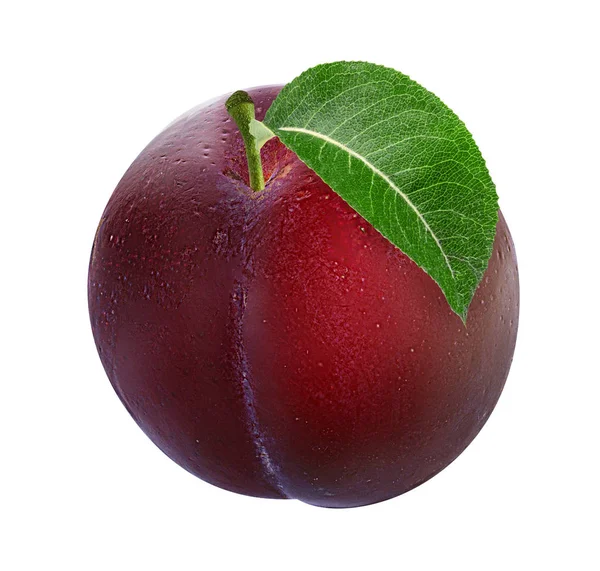 Plum pada warna putih — Stok Foto