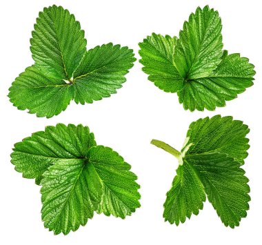 çilek yaprak üzerinde beyaz izole