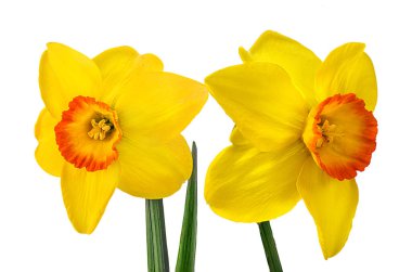 beyaz izole sarı nergis 