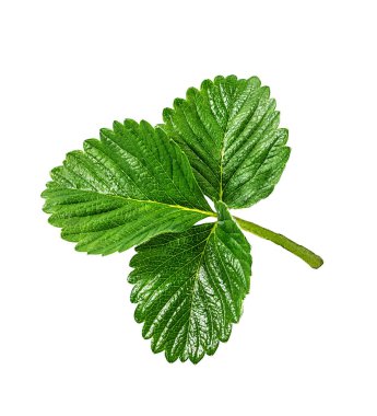 izole çilek yaprağı 