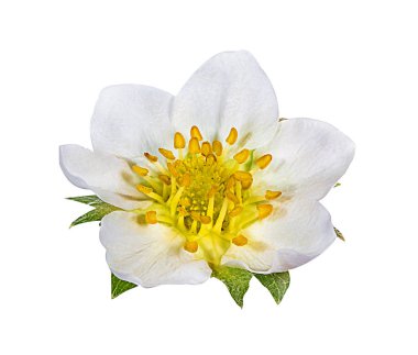 Çilek çiçeği bembeyaz