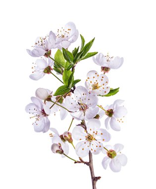 Beyaz zemin üzerine kayısı çiçek