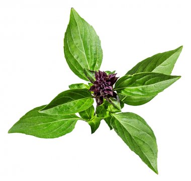 Beyaz bitti izole nane yaprağı 