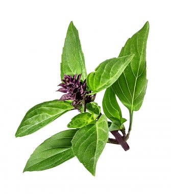 Beyaz bitti izole nane yaprağı 